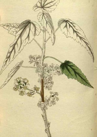 Reproducción/Reproduction 48787655182: The botanical cabinet. London :John & Arthur Arch ...,1817-1833.. 