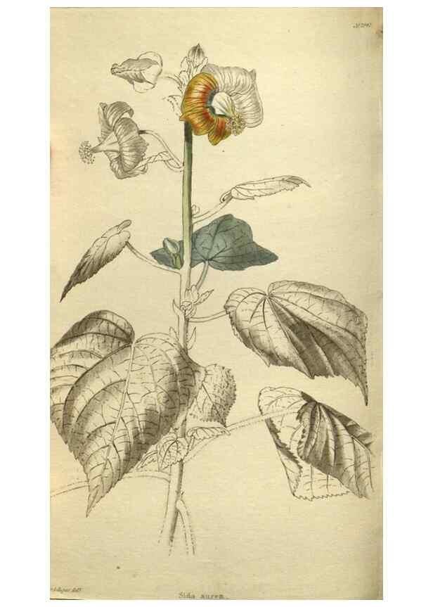 Reproducción/Reproduction 48787141853: The botanical cabinet. London :John & Arthur Arch ...,1817-1833.. 