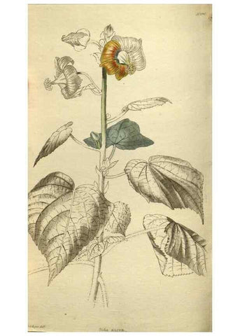 Reproducción/Reproduction 48787141853: The botanical cabinet. London :John & Arthur Arch ...,1817-1833.. 