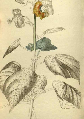 Reproducción/Reproduction 48787141853: The botanical cabinet. London :John & Arthur Arch ...,1817-1833.. 