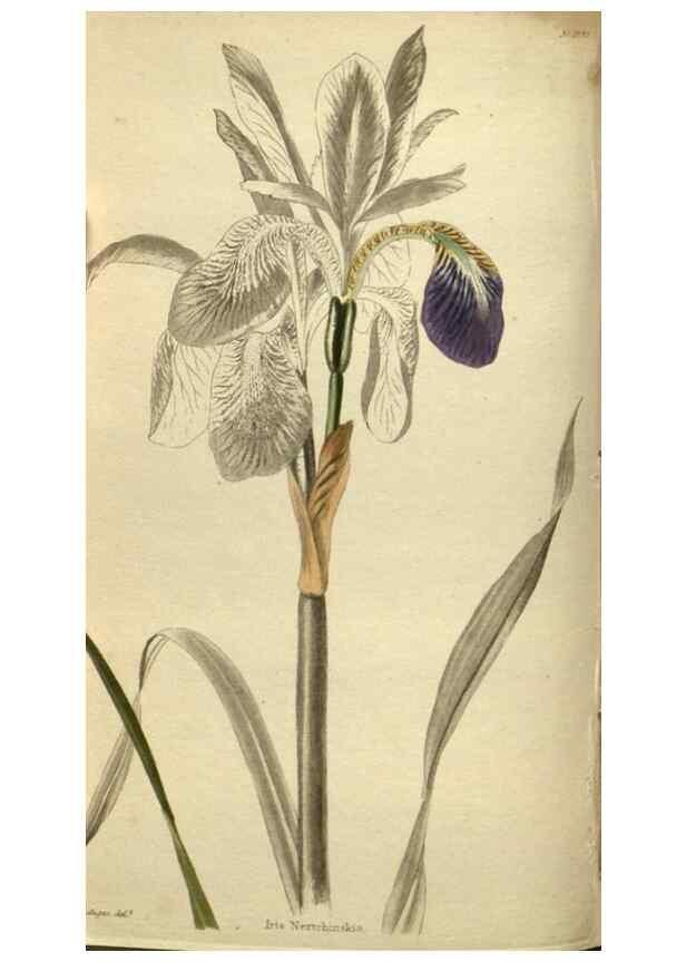 Reproducción/Reproduction 48787142023: The botanical cabinet. London :John & Arthur Arch ...,1817-1833.. 