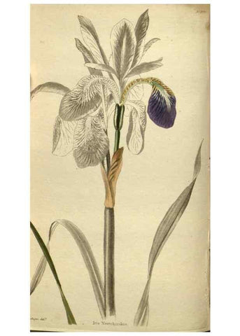 Reproducción/Reproduction 48787142023: The botanical cabinet. London :John & Arthur Arch ...,1817-1833.. 
