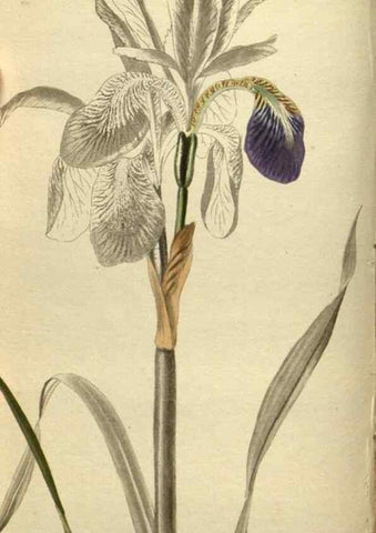 Reproducción/Reproduction 48787142023: The botanical cabinet. London :John & Arthur Arch ...,1817-1833.. 