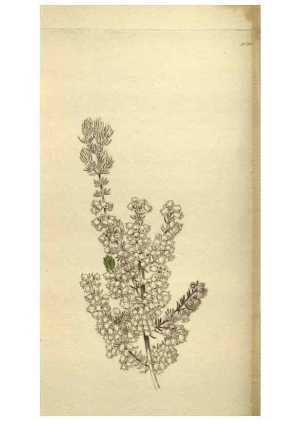 Reproducción/Reproduction 48787142203: The botanical cabinet. London :John & Arthur Arch ...,1817-1833.. 