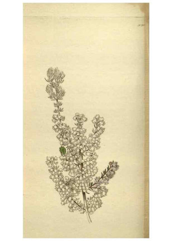 Reproducción/Reproduction 48787142203: The botanical cabinet. London :John & Arthur Arch ...,1817-1833.. 