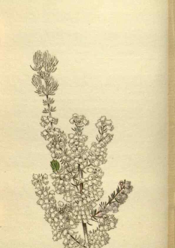 Reproducción/Reproduction 48787142203: The botanical cabinet. London :John & Arthur Arch ...,1817-1833.. 