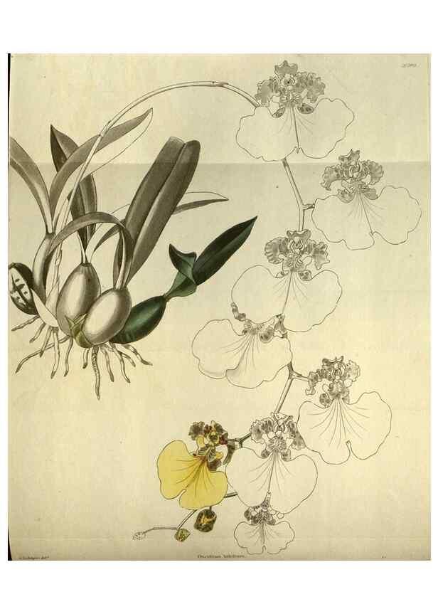Reproducción/Reproduction 48787142473: The botanical cabinet. London :John & Arthur Arch ...,1817-1833.. 