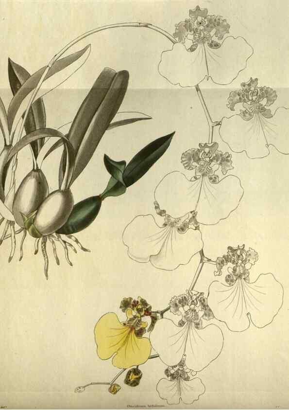 Reproducción/Reproduction 48787142473: The botanical cabinet. London :John & Arthur Arch ...,1817-1833.. 