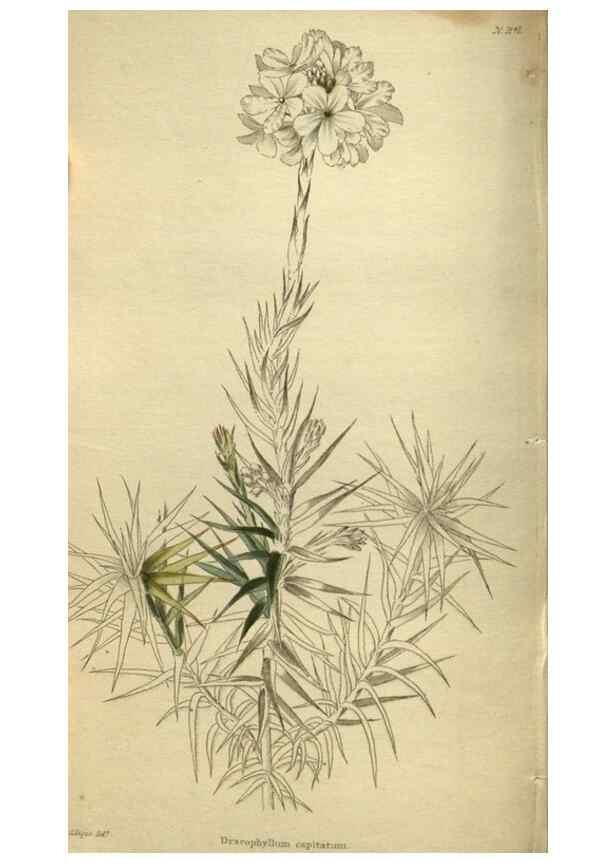 Reproducción/Reproduction 48787502371: The botanical cabinet. London :John & Arthur Arch ...,1817-1833.. 