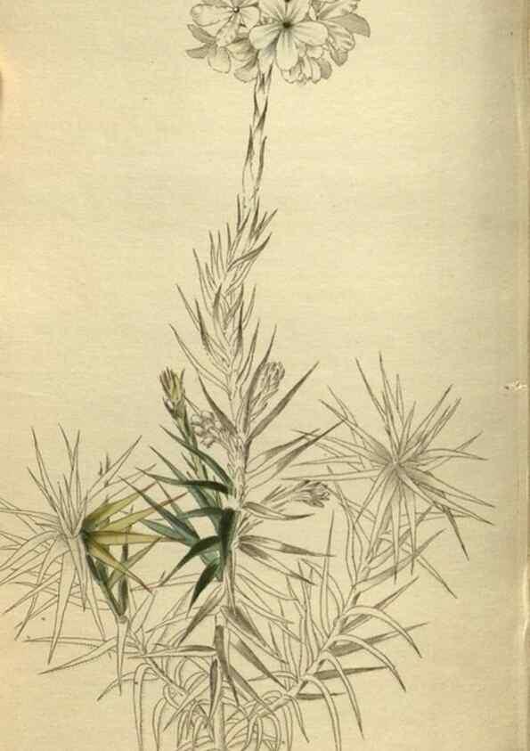Reproducción/Reproduction 48787502371: The botanical cabinet. London :John & Arthur Arch ...,1817-1833.. 