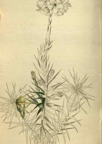 Reproducción/Reproduction 48787502371: The botanical cabinet. London :John & Arthur Arch ...,1817-1833.. 