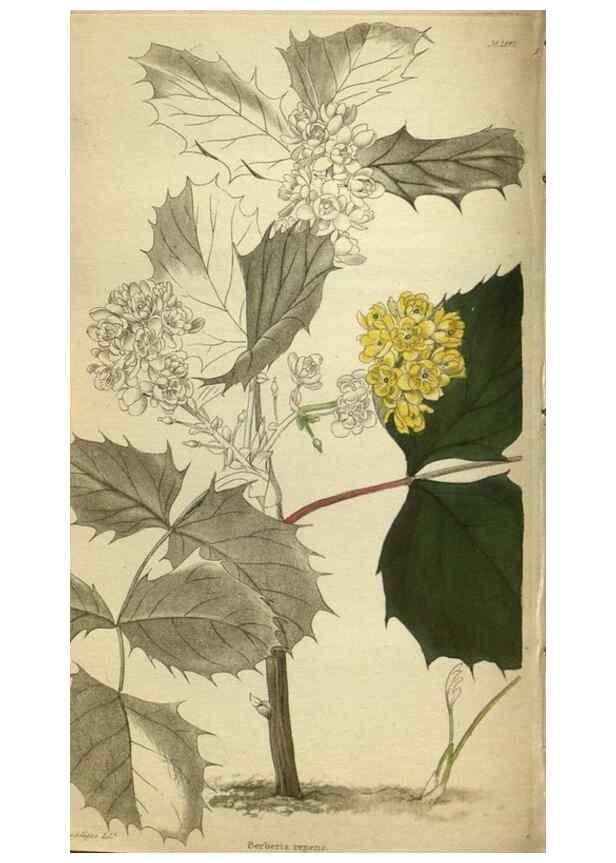 Reproducción/Reproduction 48787502586: The botanical cabinet. London :John & Arthur Arch ...,1817-1833.. 