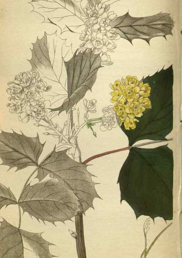 Reproducción/Reproduction 48787502586: The botanical cabinet. London :John & Arthur Arch ...,1817-1833.. 
