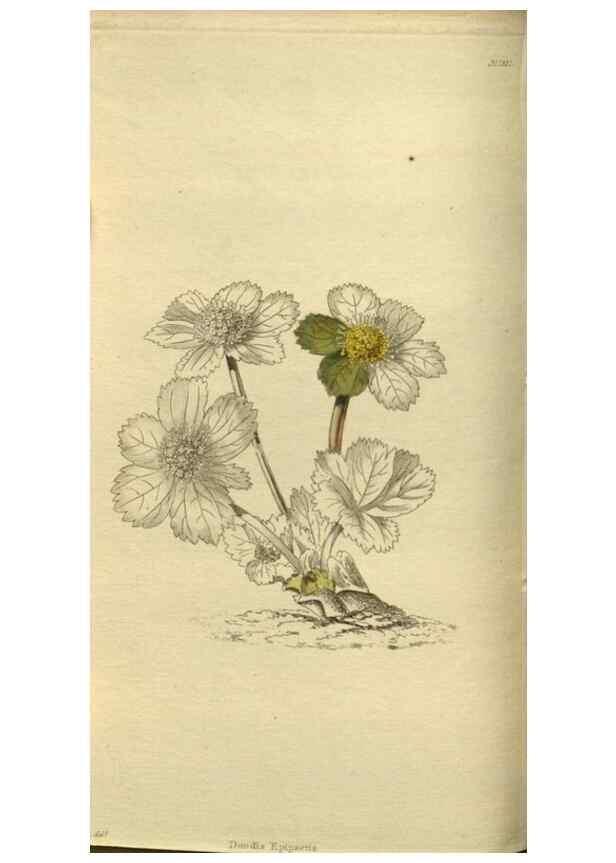 Reproducción/Reproduction 48787499586: The botanical cabinet. London :John & Arthur Arch ...,1817-1833.. 