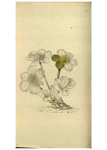 Reproducción/Reproduction 48787499586: The botanical cabinet. London :John & Arthur Arch ...,1817-1833.. 