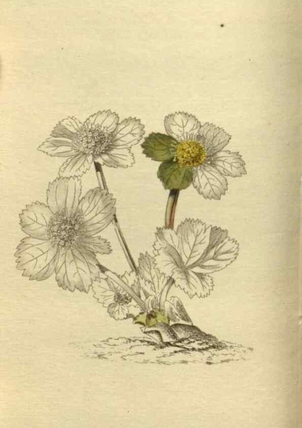 Reproducción/Reproduction 48787499586: The botanical cabinet. London :John & Arthur Arch ...,1817-1833.. 