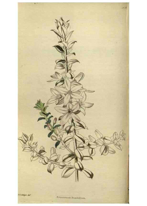 Reproducción/Reproduction 48787139368: The botanical cabinet. London :John & Arthur Arch ...,1817-1833.. 