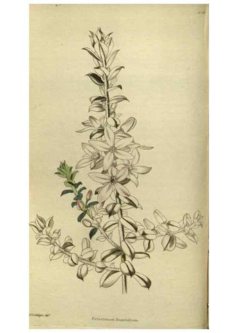Reproducción/Reproduction 48787139368: The botanical cabinet. London :John & Arthur Arch ...,1817-1833.. 