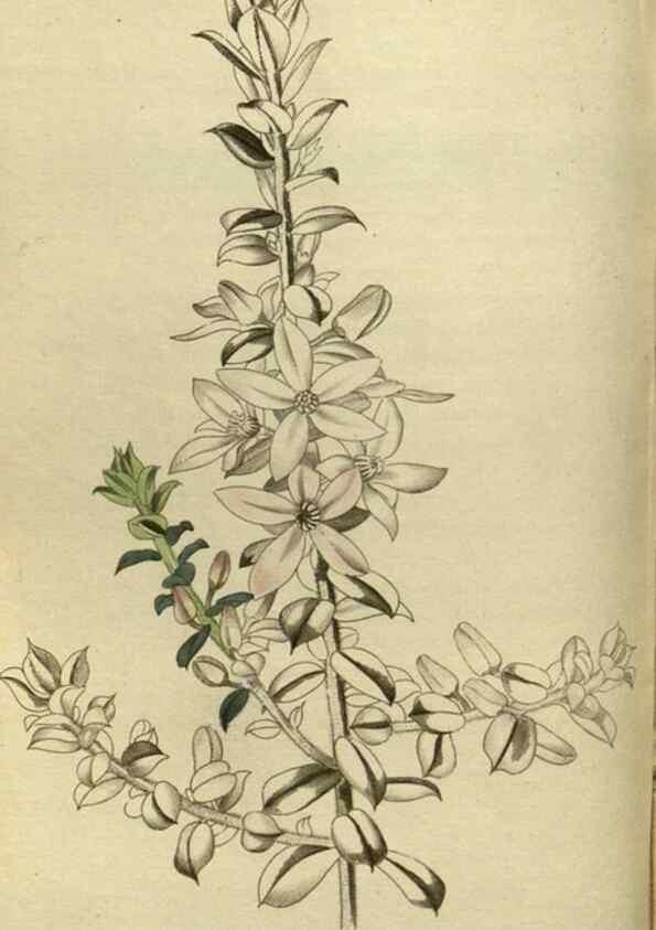 Reproducción/Reproduction 48787139368: The botanical cabinet. London :John & Arthur Arch ...,1817-1833.. 