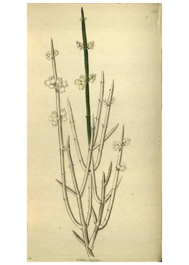 Reproducción/Reproduction 48787652757: The botanical cabinet. London :John & Arthur Arch ...,1817-1833.. 