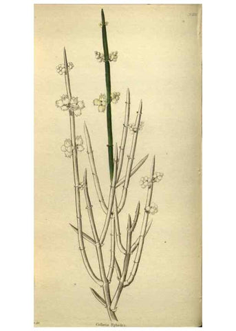 Reproducción/Reproduction 48787652757: The botanical cabinet. London :John & Arthur Arch ...,1817-1833.. 