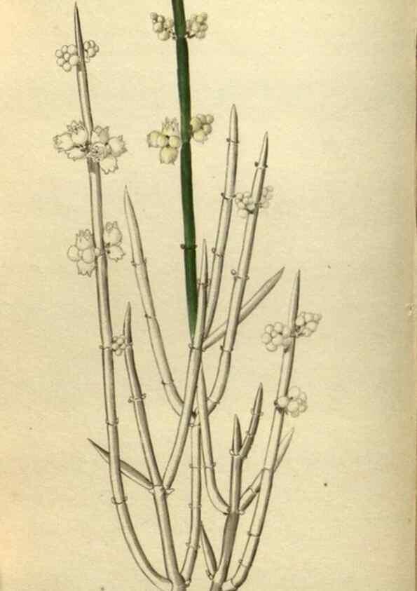 Reproducción/Reproduction 48787652757: The botanical cabinet. London :John & Arthur Arch ...,1817-1833.. 