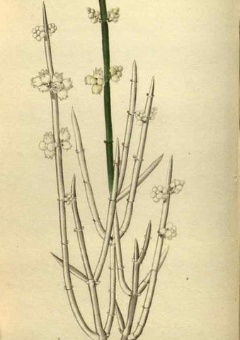 Reproducción/Reproduction 48787652757: The botanical cabinet. London :John & Arthur Arch ...,1817-1833.. 