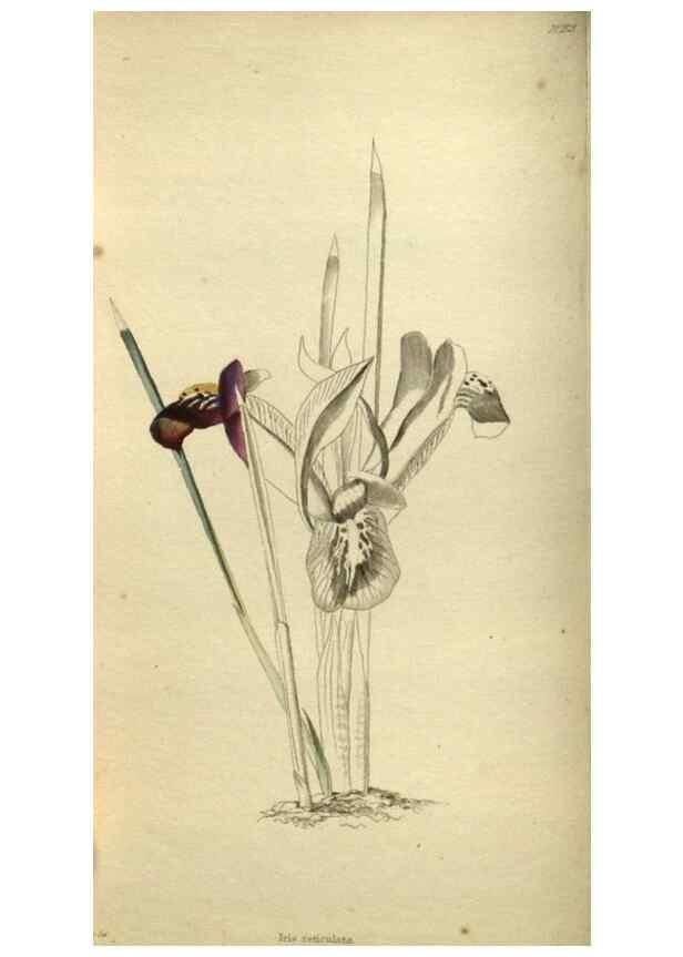 Reproducción/Reproduction 48787498881: The botanical cabinet. London :John & Arthur Arch ...,1817-1833.. 