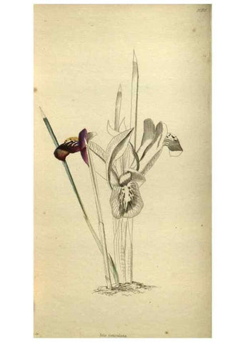 Reproducción/Reproduction 48787498881: The botanical cabinet. London :John & Arthur Arch ...,1817-1833.. 