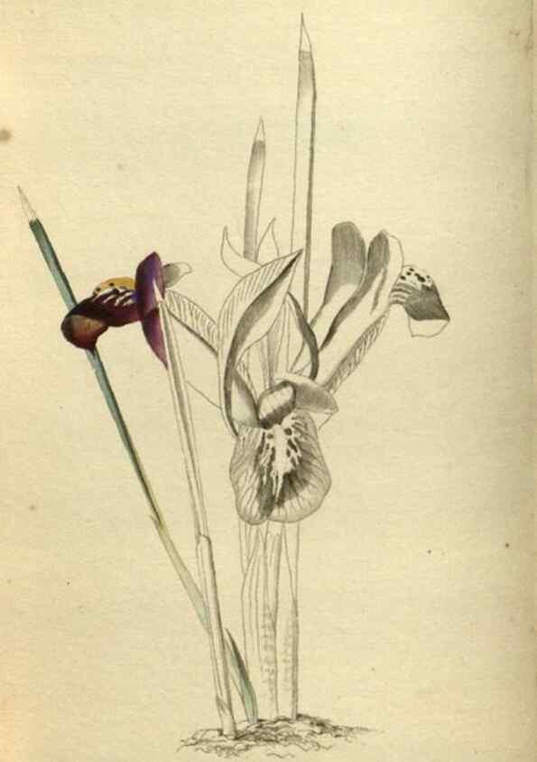 Reproducción/Reproduction 48787498881: The botanical cabinet. London :John & Arthur Arch ...,1817-1833.. 