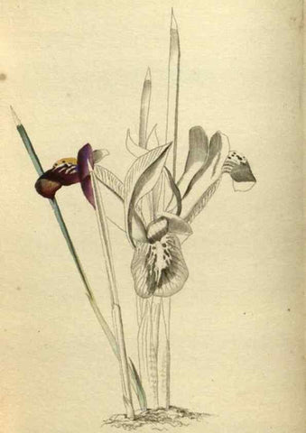 Reproducción/Reproduction 48787498881: The botanical cabinet. London :John & Arthur Arch ...,1817-1833.. 