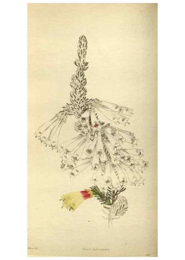 Reproducción/Reproduction 48787648542: The botanical cabinet. London :John & Arthur Arch ...,1817-1833.. 