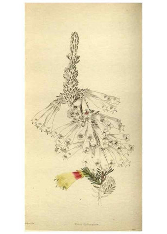 Reproducción/Reproduction 48787648542: The botanical cabinet. London :John & Arthur Arch ...,1817-1833.. 