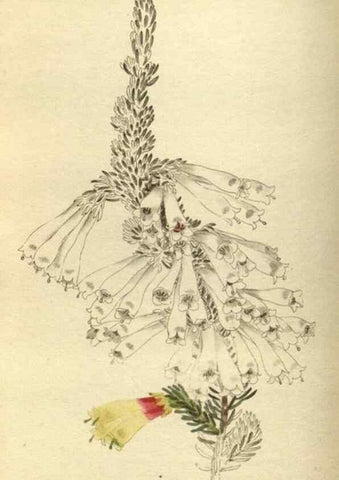 Reproducción/Reproduction 48787648542: The botanical cabinet. London :John & Arthur Arch ...,1817-1833.. 