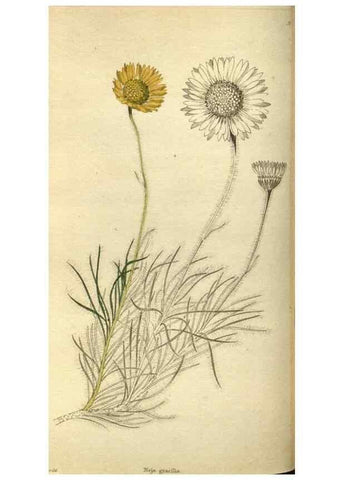 Reproducción/Reproduction 48787135088: The botanical cabinet. London :John & Arthur Arch ...,1817-1833.. 