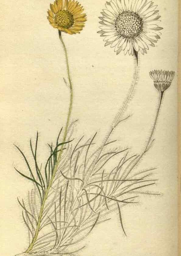 Reproducción/Reproduction 48787135088: The botanical cabinet. London :John & Arthur Arch ...,1817-1833.. 