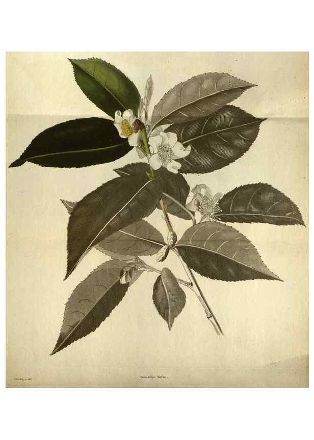 Reproducción/Reproduction 48787135403: The botanical cabinet. London :John & Arthur Arch ...,1817-1833.. 