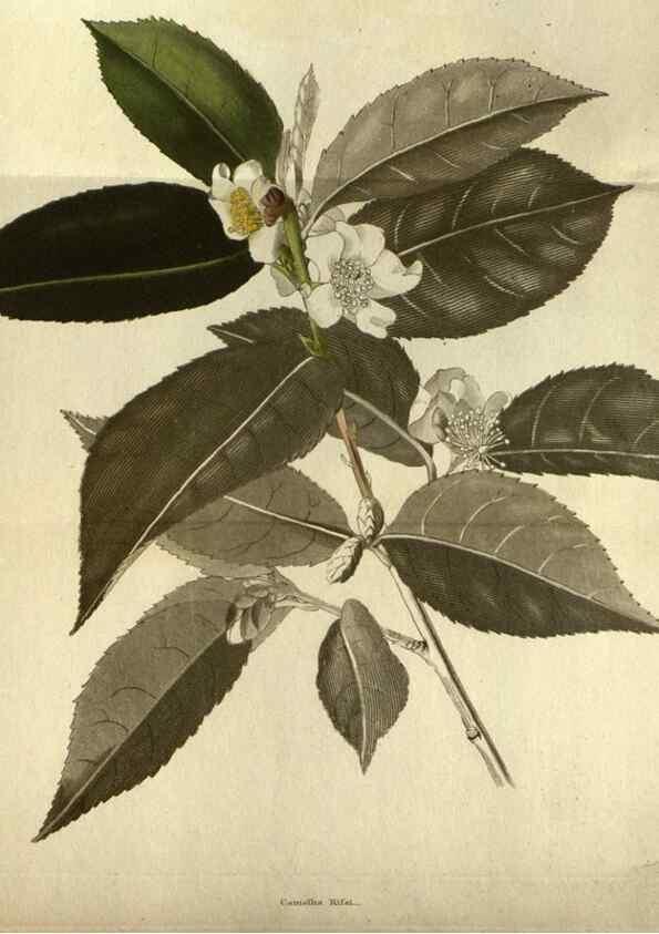 Reproducción/Reproduction 48787135403: The botanical cabinet. London :John & Arthur Arch ...,1817-1833.. 