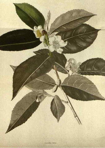 Reproducción/Reproduction 48787135403: The botanical cabinet. London :John & Arthur Arch ...,1817-1833.. 