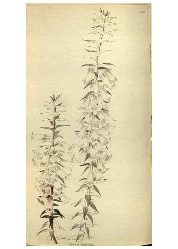 Reproducción/Reproduction 48787649262: The botanical cabinet. London :John & Arthur Arch ...,1817-1833.. 