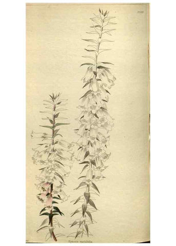 Reproducción/Reproduction 48787649262: The botanical cabinet. London :John & Arthur Arch ...,1817-1833.. 