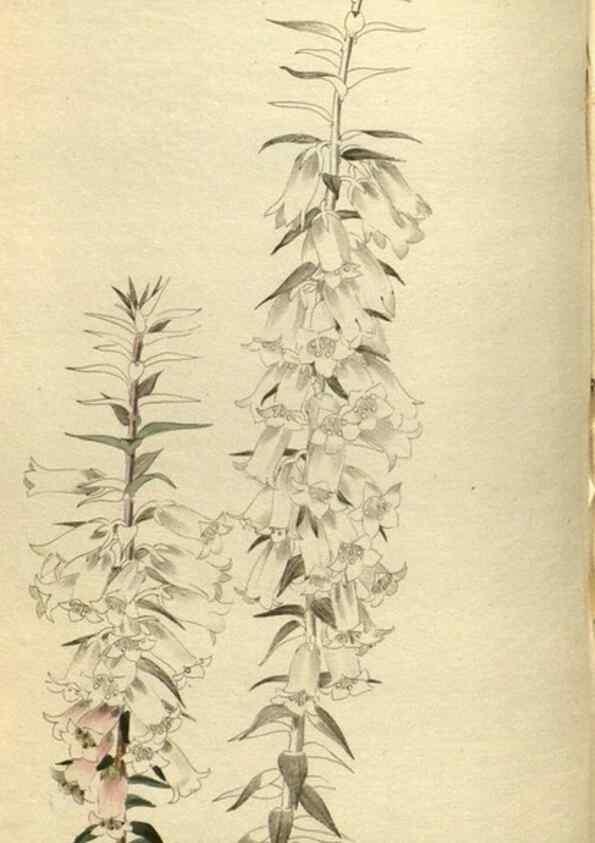 Reproducción/Reproduction 48787649262: The botanical cabinet. London :John & Arthur Arch ...,1817-1833.. 