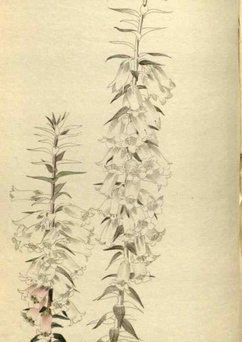 Reproducción/Reproduction 48787649262: The botanical cabinet. London :John & Arthur Arch ...,1817-1833.. 