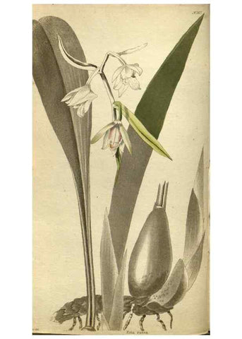 Reproducción/Reproduction 48787496066: The botanical cabinet. London :John & Arthur Arch ...,1817-1833.. 