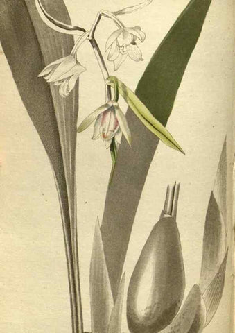 Reproducción/Reproduction 48787496066: The botanical cabinet. London :John & Arthur Arch ...,1817-1833.. 