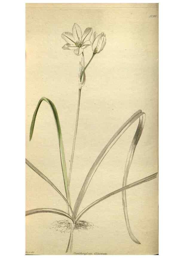 Reproducción/Reproduction 48787136043: The botanical cabinet. London :John & Arthur Arch ...,1817-1833.. 