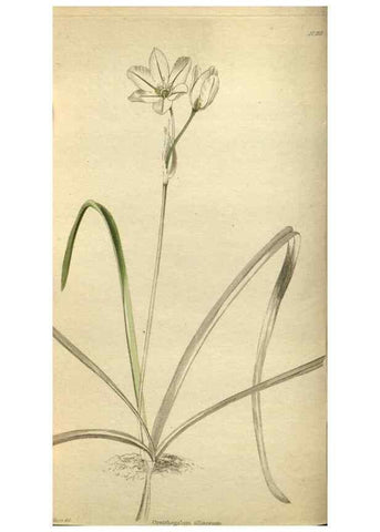 Reproducción/Reproduction 48787136043: The botanical cabinet. London :John & Arthur Arch ...,1817-1833.. 
