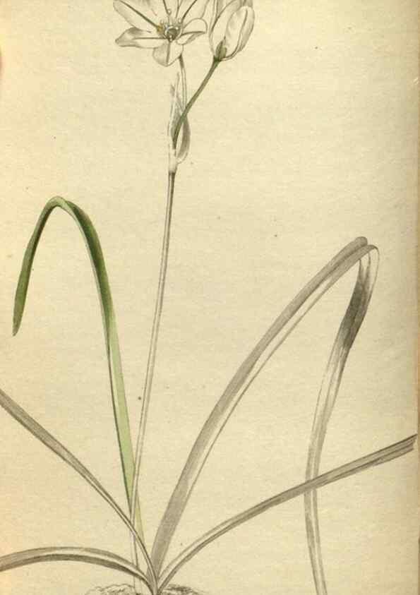 Reproducción/Reproduction 48787136043: The botanical cabinet. London :John & Arthur Arch ...,1817-1833.. 