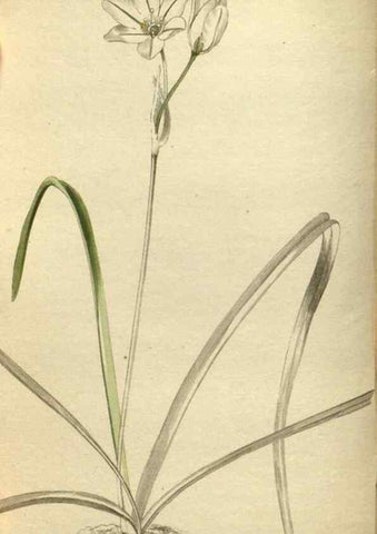 Reproducción/Reproduction 48787136043: The botanical cabinet. London :John & Arthur Arch ...,1817-1833.. 