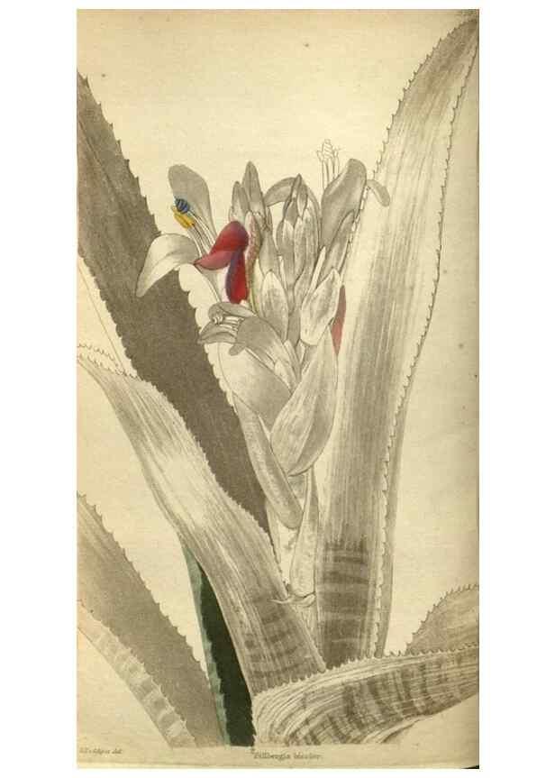 Reproducción/Reproduction 48787649912: The botanical cabinet. London :John & Arthur Arch ...,1817-1833.. 